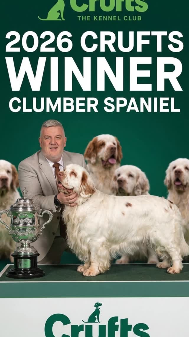 Bruin's Big Win: Discovering the Clumber Spaniel's Charm and Legacy