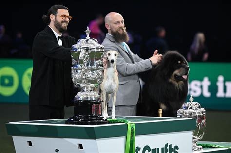 The Clumber Spaniel's Comeback: Bruin's Crufts Best in Show Win